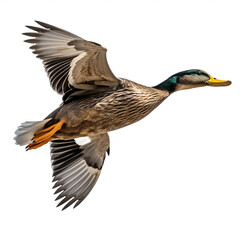 Obraz premium Canard colvert (Anas platyrhynchos Linnaeus) avec transparence, sans background