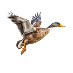 Obraz premium Canard colvert en vol (Anas platyrhynchos Linnaeus) avec transparence, sans background