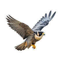 Faucon pèlerin en vol (Falco peregrinus) avec transparence, sans background