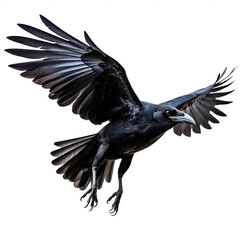 Grand corbeau en vol (Corvus corax) avec transparence, sans background