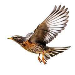 Obraz premium Merle noir en vol (Turdus merula) avec transparence, sans background