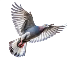 Foto op Canvas Pigeon ramier en vol (Columbidae) avec transparence, sans background © MATTHIEU
