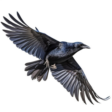 Grand corbeau en vol (Corvus corax) avec transparence, sans background