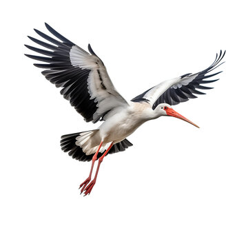 Cigogne blanche en vol (Ciconia ciconia) avec transparence, sans background