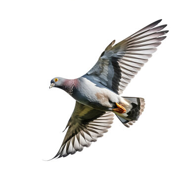 recommend clip art: Pigeon ramier en vol (Columbidae) avec transparence, sans background