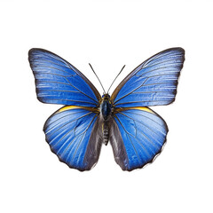 Papillon Argus bleu, Azuré commun, Azuré de la Bugrane ou Petit Bleu commun avec transparence, sans background