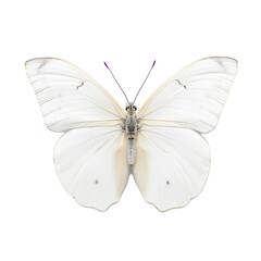 Naklejka premium Papillon Piéride du chou (Pieris brassicae) avec transparence, sans background