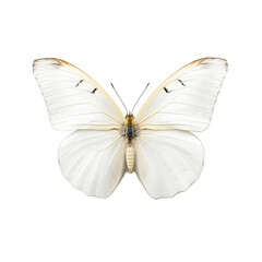 Papillon Piéride du chou (Pieris brassicae) avec transparence, sans background