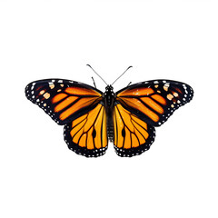 Fototapeta premium Papillon Monarque (Danaus plexippus) avec transparence, sans background