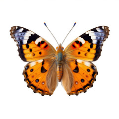 Papillon Belle-Dame, Vanesse des chardons ou Vanessa cardui avec transparence, sans background