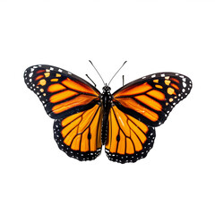 Fototapeta premium Papillon Monarque (Danaus plexippus) avec transparence, sans background