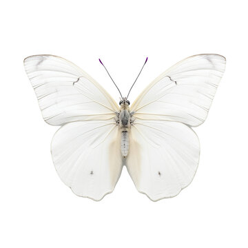 Papillon Pi&eacute;ride du chou (Pieris brassicae) avec transparence, sans background