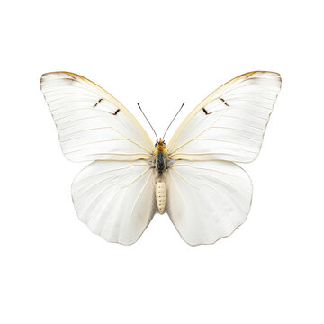Papillon Pi&eacute;ride du chou (Pieris brassicae) avec transparence, sans background