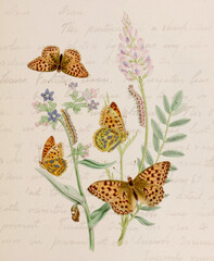 Vintage-style Butterfly illustration