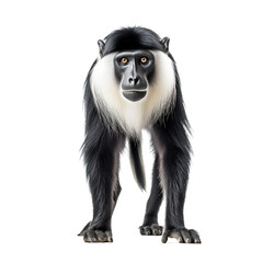 Obraz premium Colobe guéréza, primate avec transparence, singe sans background