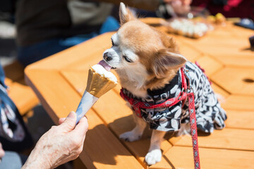 Pomeranian dog in yukata dress eat softcream ice cream
