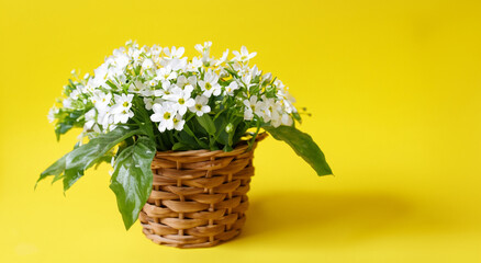 beautiful wooden vase with white flowers on yellow background