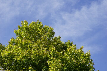 Green tree leaves with the sky in the background