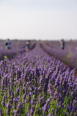 The lavender fields in Brihuega close to Madrid