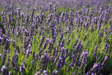 Naklejka premium The lavender fields in Brihuega close to Madrid
