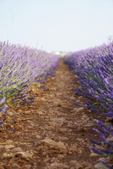 The lavender fields in Brihuega close to Madrid