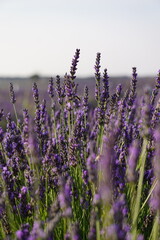 The lavender fields in Brihuega close to Madrid