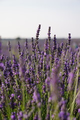 The lavender fields in Brihuega close to Madrid