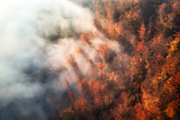 Fototapeta premium Aerial view of mountain forest in low clouds at sunrise in autumn. Hills with red and orange trees in fog in fall. Beautiful landscape with mountain, foggy forest, sunbeams. View from above of woods