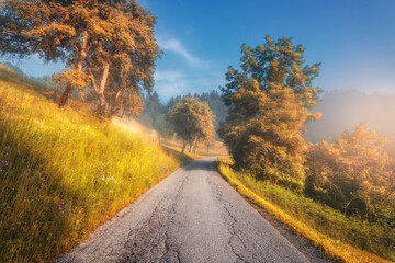 Fototapeta premium Rural road in mountains in autumn foggy morning. Nature. Landscape with country road, orange trees and yellow grass on the hill in fog, sky at sunrise in fall in Slovenia. Top view of roadway. Nature