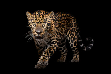 Obraz premium Fierce Panthera pardus isolated on white background