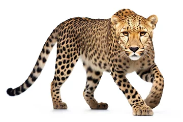 Foto op Canvas Fierce Cheetah isolated on white background © arhendrix