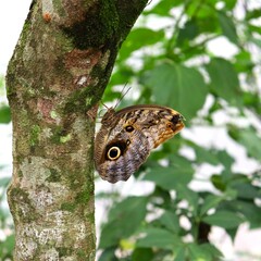 Butterfly in Brasil