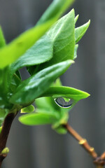 drop on leaf