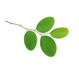 Branch of Breynia, Breynia retusa leaves isolated on transparent background.