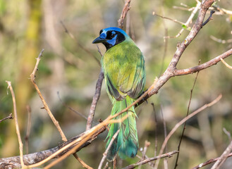 Green Jay Perched in a Texas Thicket