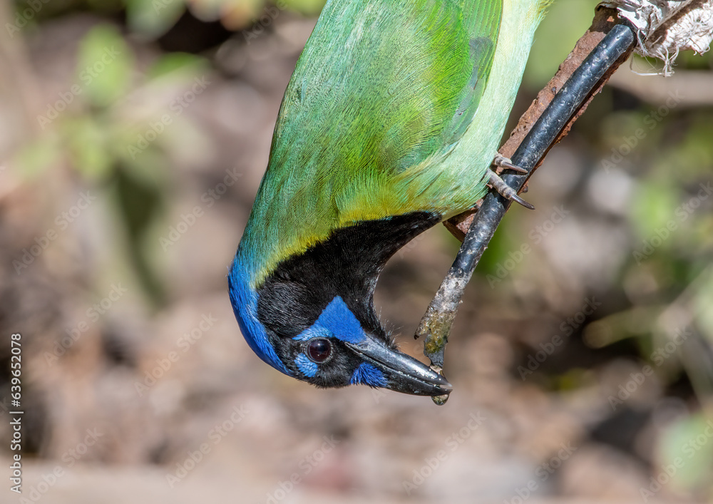 Poster Upside Down Green Jay Getting a Drink