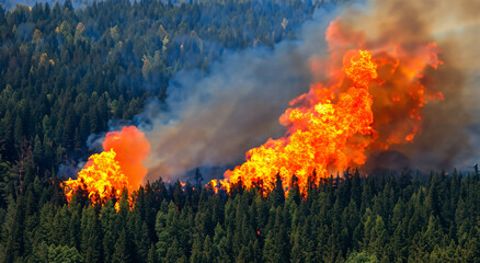 Fototapeta premium giant fire in the middle of the forest