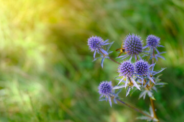 Healing herbs. Eryngium planum. Blue sea holly, violet holly flowers. Summer light effect, macro view.