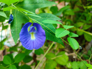 blue iris flower