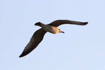 gabbiano del mattino