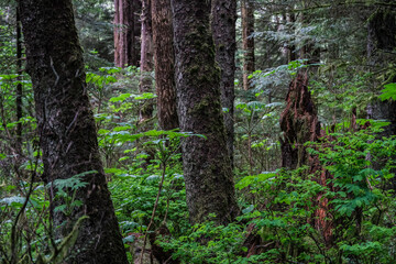 Lush woods rainforest jungle tree nature landscape scenery in Sitka Historical Park hiking trails...