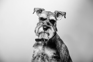 Miniature Schnauzer, 1 year old, standing in front of studio background.