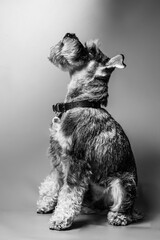 Miniature Schnauzer, 1 year old, standing in front of studio background.