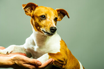Young Jack Russel lady terrier in front of studio background