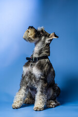 Miniature Schnauzer, 1 year old, standing in front of studio background.