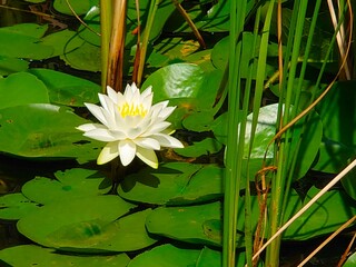 water lily in the pond in neighbor