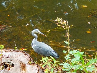 great blue heron at waterside