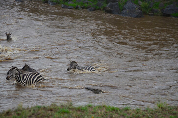 Fototapeta na wymiar Zebras crossing river, crocodile eyes