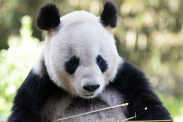 Fototapeta premium Close up Happy Panda in Chengdu Panda Base, china