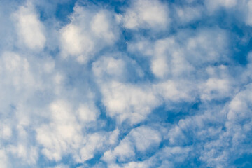 White fluffy balls of cumulus clouds scattered in the blue sky.